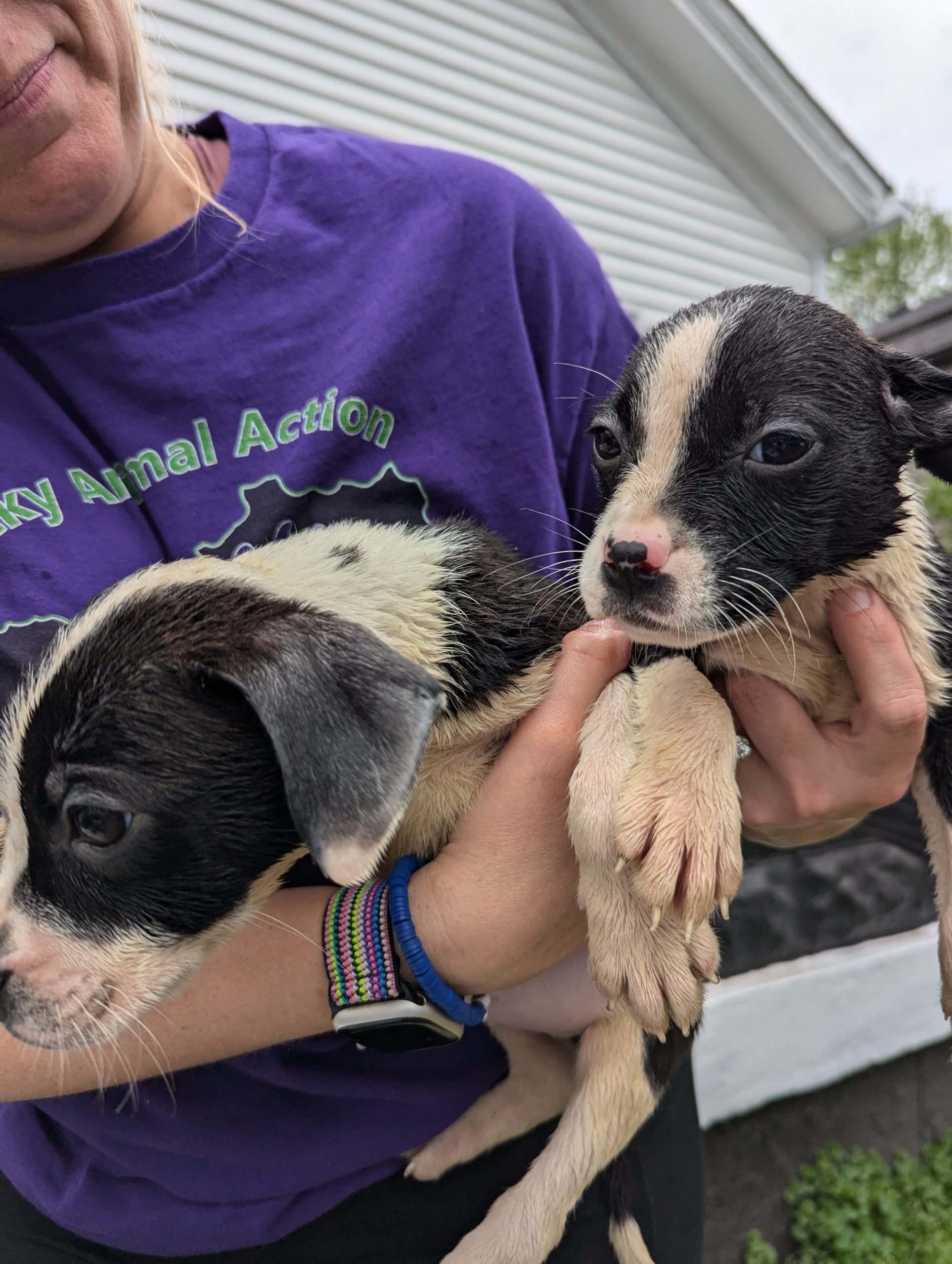 20250419 Joye Outreach Pet Familly (17) 20250419 Joye Outreach Pet Familly (17)