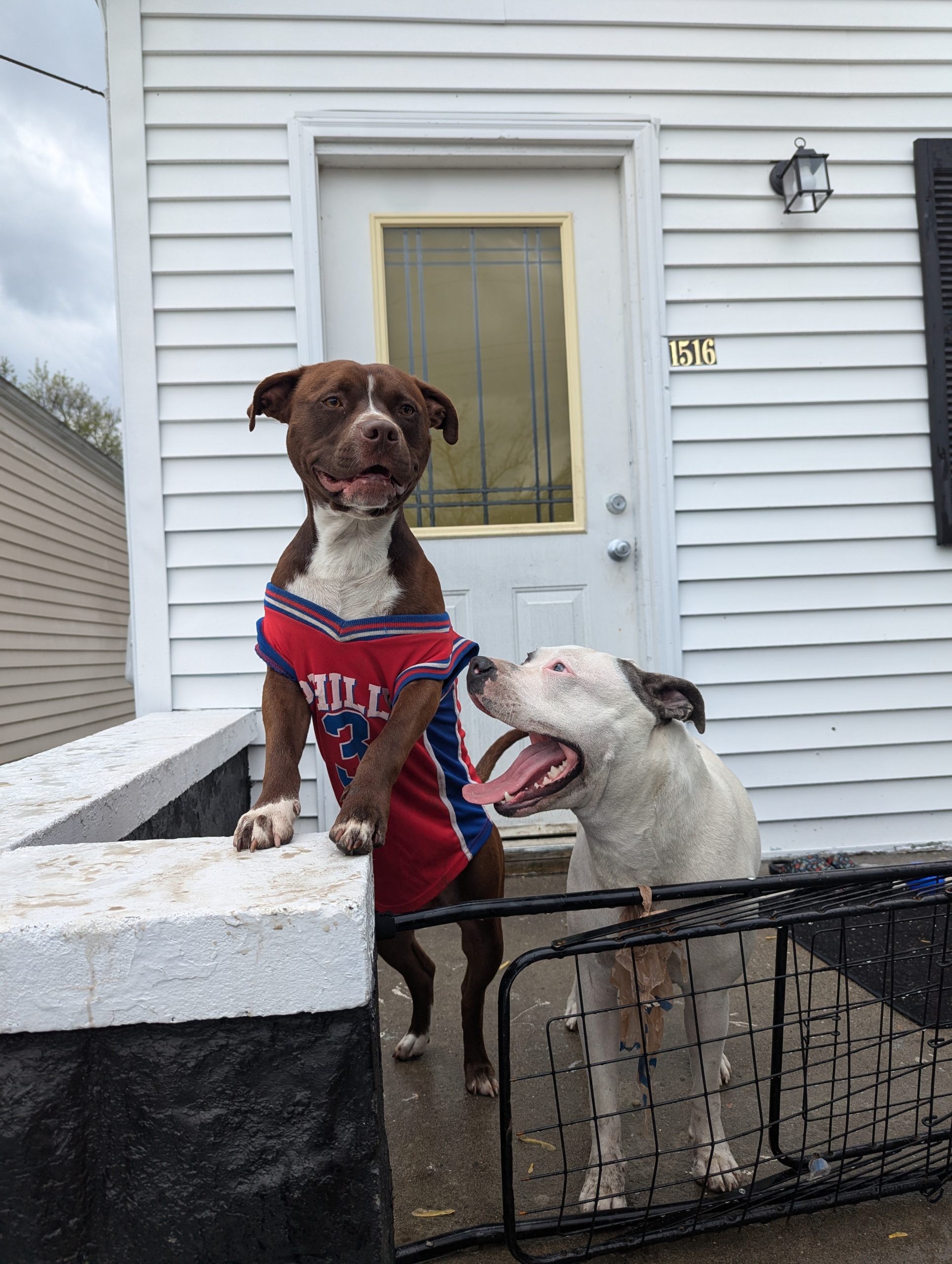 20250419 Joye Outreach Pet Familly (37) 20250419 Joye Outreach Pet Familly (37)