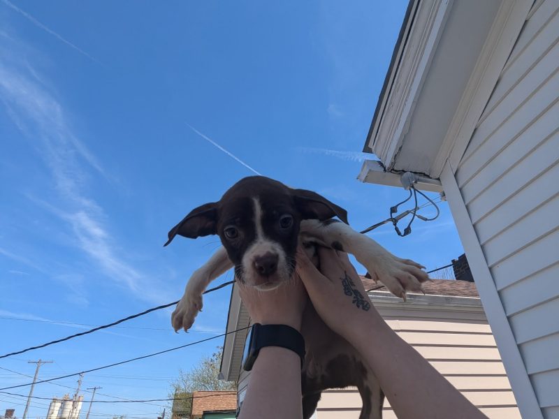 Copy of 2025 04 16 154502 Pup Brown