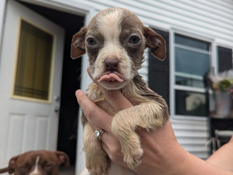 Copy of 2025 0419 Joye Puppy Outreach and Rehome (2)