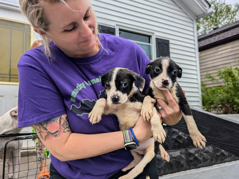 Copy of 2025 0419 Joye Puppy Outreach and Rehome (3)