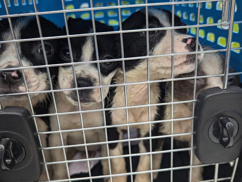 Copy of 2025 0419 Joye Puppy Outreach and Rehome (4)