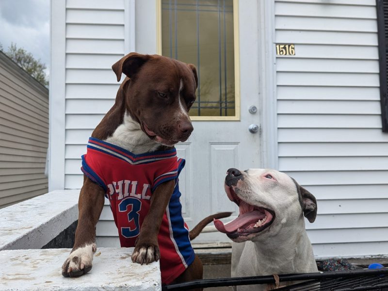 Copy of 2025 0419 Joye Puppy Outreach and Rehome (5)