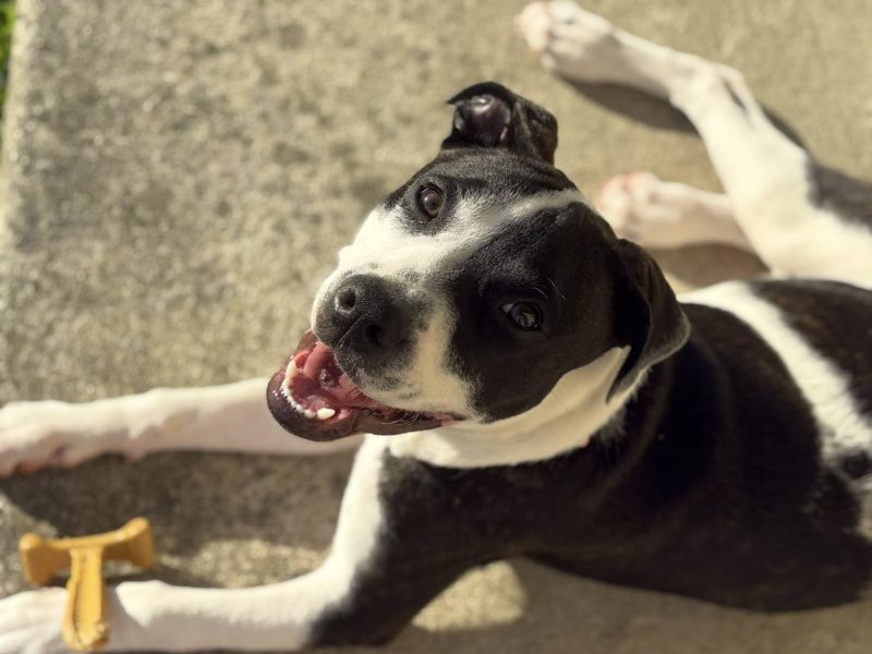 Copy of Kona mispits pup in foster