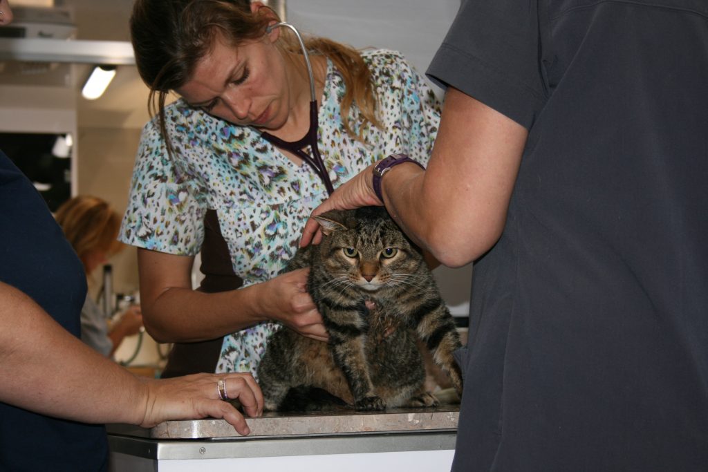 Pets4Life Louisville 2018 Summary