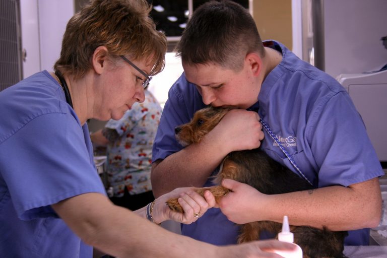 Pets4Life Louisville 2017 Accomplishments