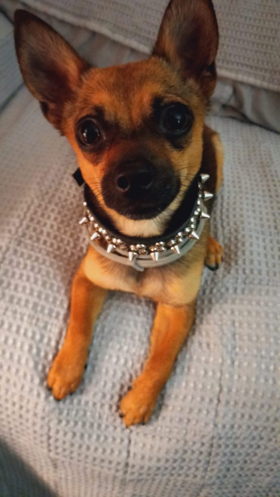 ‘Vegas’ the dog, helped though S/N Voucher Program