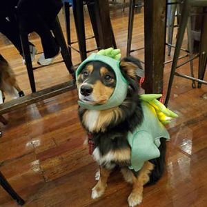 3rd Turn Brewing Pet Costume Contest