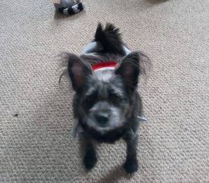 Pets4Life S/N Voucher Program helps ‘Babybug’